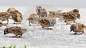 Ground of Meadow pipit with beautiful nature background