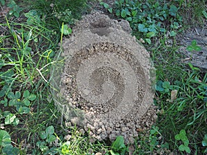 Ground nest in the lawn