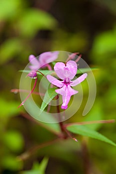 Ground orchid, Habenaria rhodocheila