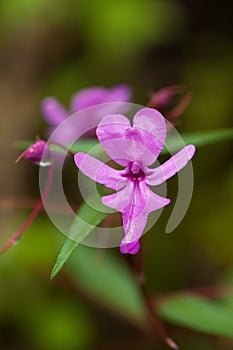 Ground orchid, Habenaria rhodocheila