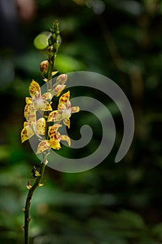 Ground orchid,Spathoglottis