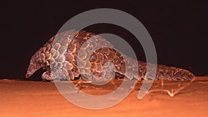 Ground Pangolin at Night photo