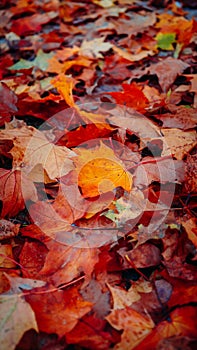 The ground in the park is strewn with red, yellow and orange maple leaves that have fallen from trees in autumn