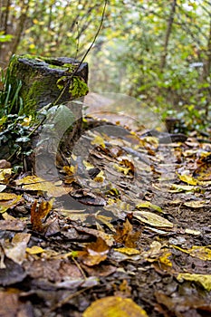 Paesi la strada coperto foglie vecchio valigia 