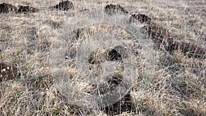 Ground piles dug up by moles