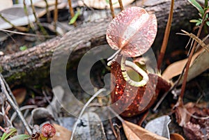 Ground pitcher, Nepenthes ampullaria