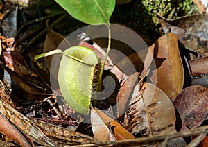 Ground pitcher, Nepenthes ampullaria