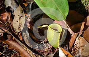 Ground pitcher, Nepenthes ampullaria