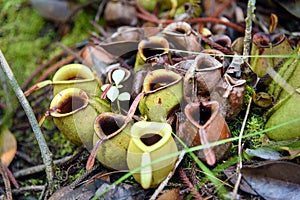Ground pitchers, Nepenthes ampullaria