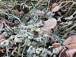 Ground plants frost