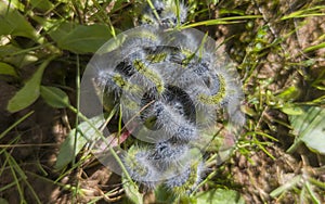 Ground processionary or thaumetopoea herculeana photo