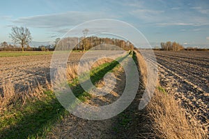 Ground road covered with grass by plowed fields, trees without leaves and clouds on a blue sky