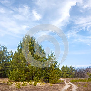 ground road in fir tree forest under blue sky