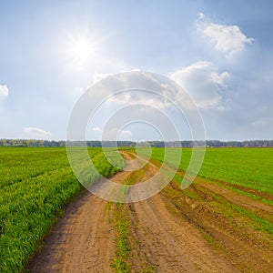 ground road among green rural fields at sunny spring day