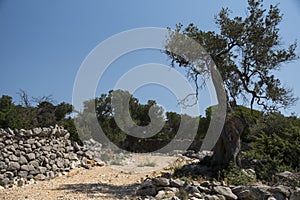 Ground road through an old olive groove