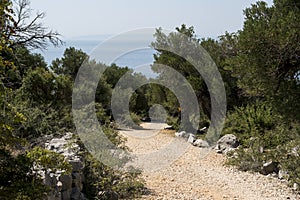 Ground road through an old olive groove