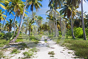 Ground road through the palm trees. Dominican