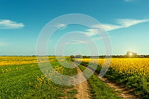 Ground road runs along blooming field.Beautiful summer landscape