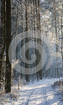 Ground road with track by snowy wintertime forest