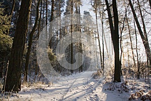 Ground road with track by snowy wintertime forest