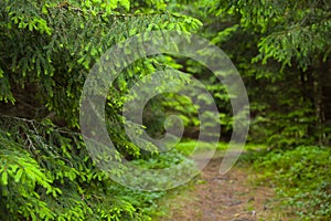 Ground road in wet fir forest