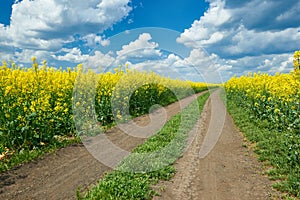 Ground road in yellow flower field, beautiful spring landscape, bright sunny day, rapeseed