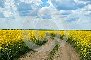 Ground road in yellow flower field, beautiful spring landscape, bright sunny day, rapeseed