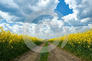 Ground road in yellow flower field, beautiful spring landscape, bright sunny day, rapeseed