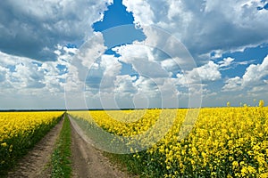 Ground road in yellow flower field, beautiful spring landscape, bright sunny day, rapeseed