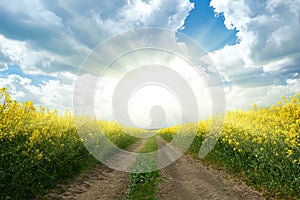 Ground road in yellow flower field with sun, beautiful spring landscape, bright sunny day, rapeseed