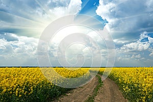 Ground road in yellow flower field with sun, beautiful spring landscape, bright sunny day, rapeseed