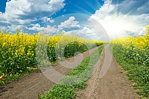 Ground road in yellow flower field with sun, beautiful spring landscape, bright sunny day, rapeseed