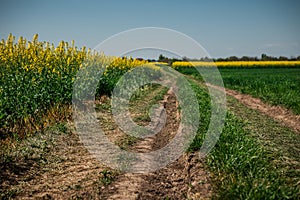 Ground road in yellow flower field with sun, beautiful spring landscape, bright sunny day, rapeseed