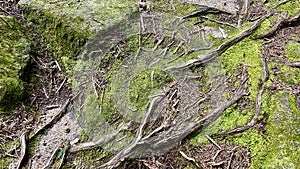 The ground and roots of the tree are covered with moss