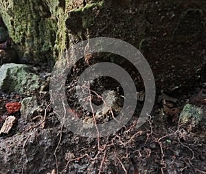 Ground is safest place for ant and the colony