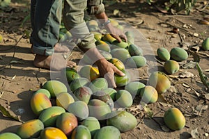 ground shot of fallen mangos with person collecting them