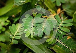 Ground Shrubs: pinnate leaves and grasses.