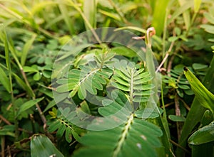 Ground Shrubs: pinnate leaves and grasses.