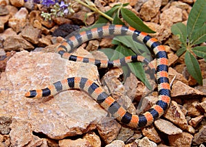 Ground Snake, Sonora semiannulata