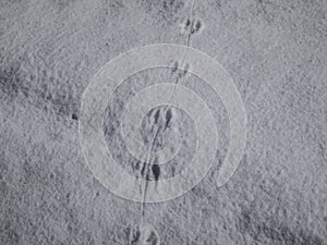 Ground with snow and footprints of a mouse or common vole (microtus arvalis) in deep snow after snowfall in sunlight in