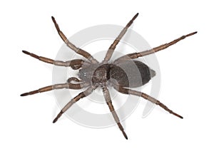 Ground spider (Gnaphosidae)