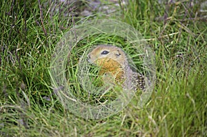 Ground squarrel