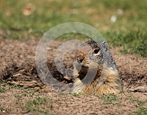 Ground squirel poking its head out of its burrow photo
