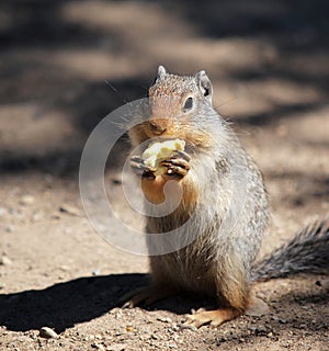 Ground Squirel with a popcorn treat