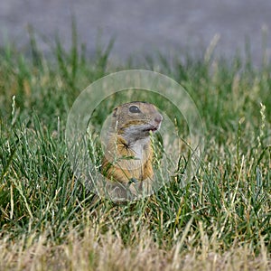 Ground squirel-suslik photo