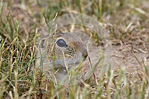 Ground squirel-suslik photo