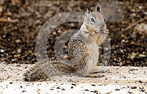 Ground Squirrel