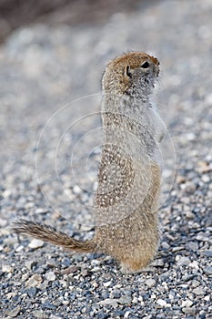 Ground squirrel