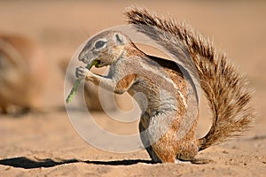 Ground squirrel