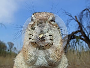 Ground squirrel